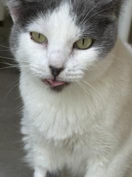 Minnie, FIV und FelV positiv