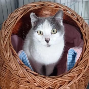 Minnie, FIV und FelV positiv