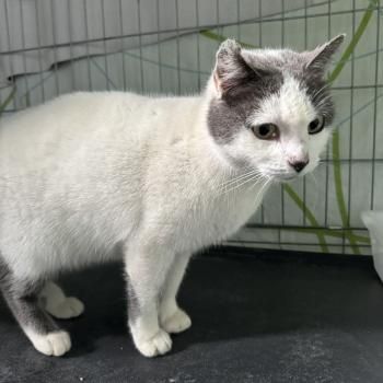 Minnie, FIV und FelV positiv