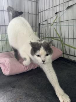 Minnie, FIV und FelV positiv