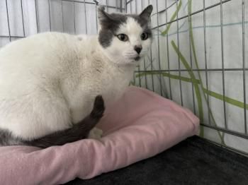 Minnie, FIV und FelV positiv