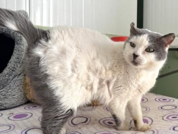 Minnie, FIV und FelV positiv