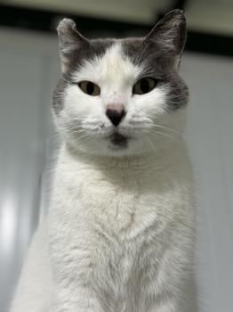 Minnie, FIV und FelV positiv