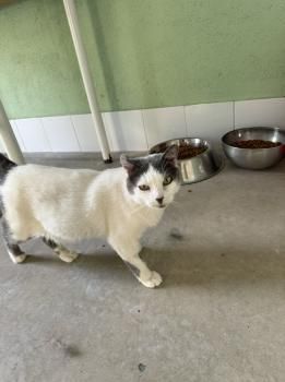 Minnie, FIV und FelV positiv