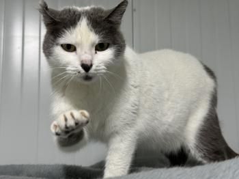 Minnie, FIV und FelV positiv