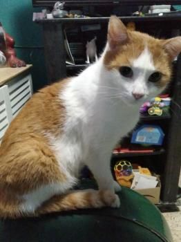 Jaru, FIV und FelV positiv