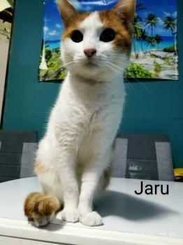 Jaru, FIV und FelV positiv