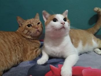 Jaru, FIV und FelV positiv