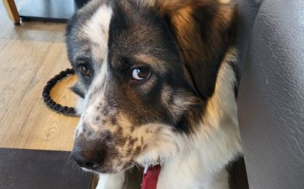 Picasso sucht ein neues Zuhause