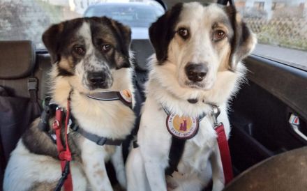 Picasso sucht ein neues Zuhause