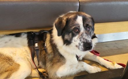 Picasso sucht ein neues Zuhause