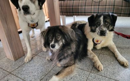 Picasso sucht ein neues Zuhause