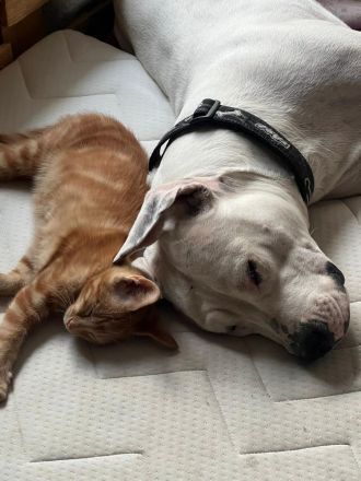 Dogo Argentino Hündin