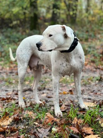 Dogo Argentino Hündin