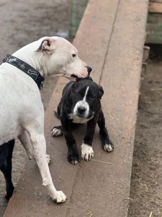 Dogo Argentino Hündin
