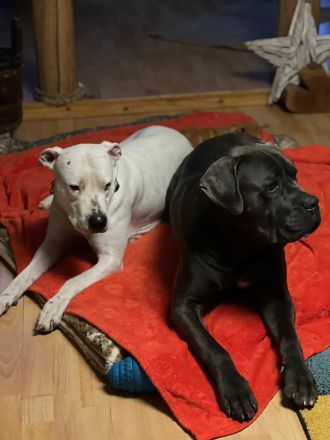 Dogo Argentino Hündin