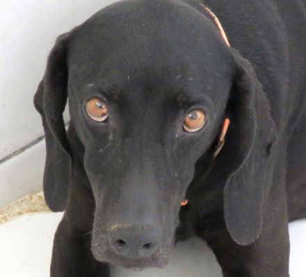 Mommy, weiblicher Hound-Labrador-Mix (zur Pflege in 28865 Lilienthal)