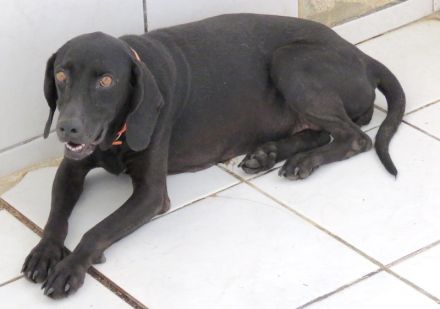 Mommy, weiblicher Hound-Labrador-Mix (zur Pflege in 28865 Lilienthal)