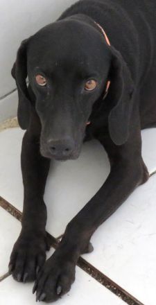 Mommy, weiblicher Hound-Labrador-Mix (zur Pflege in 28865 Lilienthal)