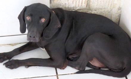Mommy, weiblicher Hound-Labrador-Mix (zur Pflege in 28865 Lilienthal)