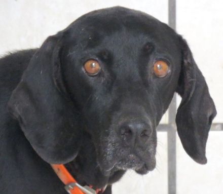 Mommy, weiblicher Hound-Labrador-Mix (zur Pflege in 28865 Lilienthal)