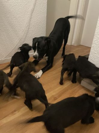 Schäferhund Welpen suchen zuhause! Finde dein Freund fürs Leben