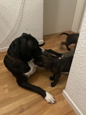 Schäferhund Welpen suchen zuhause! Finde dein Freund fürs Leben