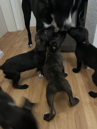 Schäferhund Welpen suchen zuhause! Finde dein Freund fürs Leben