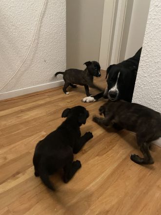 Schäferhund Welpen suchen zuhause! Finde dein Freund fürs Leben