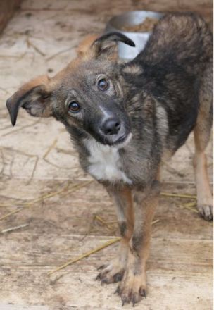 Liebevolles Zuhause für THEO gesucht