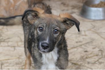 Liebevolles Zuhause für THEO gesucht