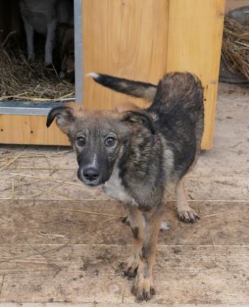 Liebevolles Zuhause für THEO gesucht