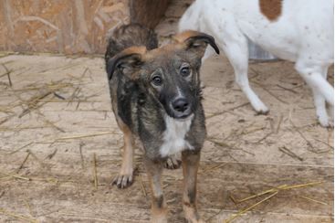 Liebevolles Zuhause für THEO gesucht