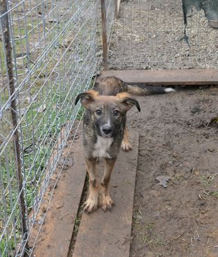 Liebevolles Zuhause für THEO gesucht