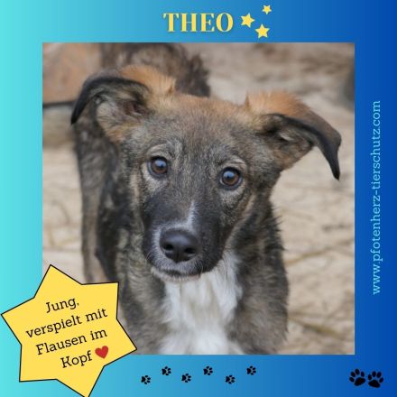 Liebevolles Zuhause für THEO gesucht