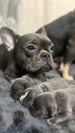 Französische Bulldog Welpen