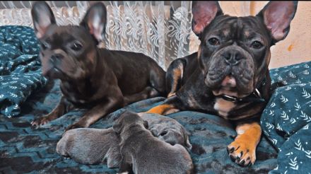 Französische Bulldog Welpen