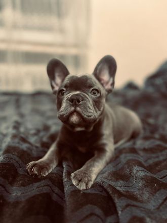 Französische Bulldog Welpen