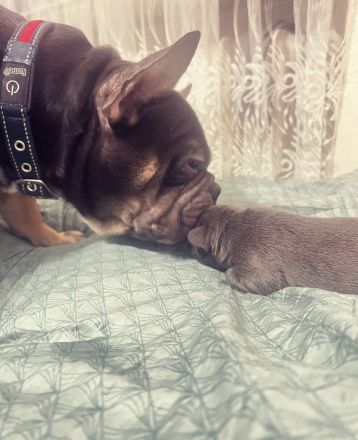 Französische Bulldog Welpen