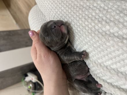 Französische Bulldog Welpen