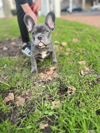 Französische Bulldog Welpen