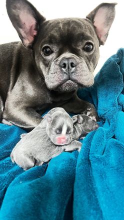 Französische Bulldog Welpen