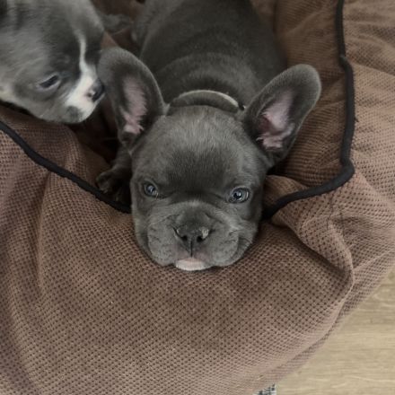 Französische Bulldog Welpen
