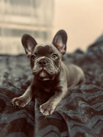 Französische Bulldog Welpen