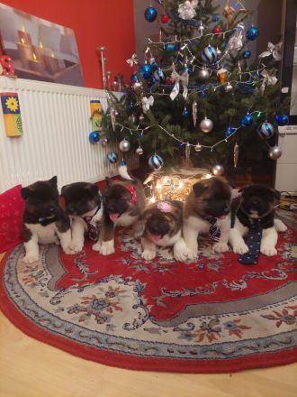 AMERIČKA AKITA ŠTENCI SA RODOVNICOM