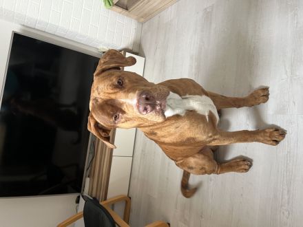 Dringend liebevollen Hund abzugeben