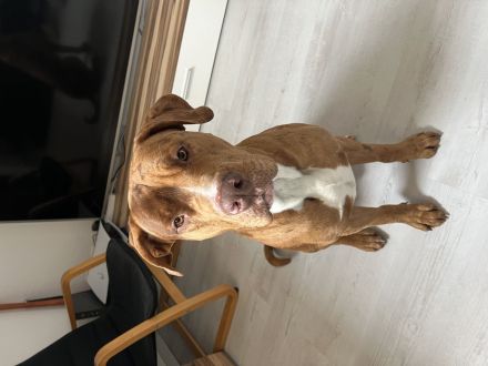 Dringend liebevollen Hund abzugeben