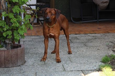 Rhodesian Ridgeback Deckrüde ridgefest