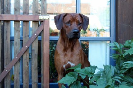 Rhodesian Ridgeback Deckrüde ridgefest