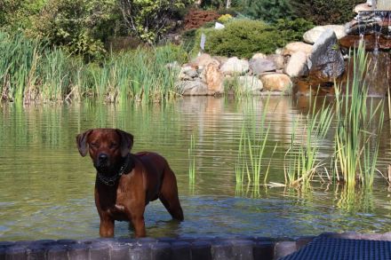 Rhodesian Ridgeback Deckrüde ridgefest